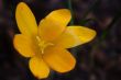 crocus