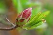 Rhododendron