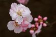Almond (Prunus dulcis)