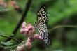 Rice Paper butterfly (Idea leuconoe)