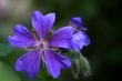 Geranium