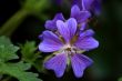 Geranium