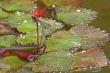 Red Damselfly (Vagrant Darter, Sympetrum vulgatum)