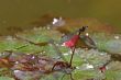 Red Damselfly (Vagrant Darter, Sympetrum vulgatum)