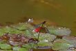 Red Damselfly (Vagrant Darter, Sympetrum vulgatum)