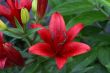 Lily