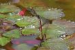 Red Damselfly (Vagrant Darter, Sympetrum vulgatum)