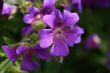 Geranium
