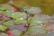 Red Damselfly (Vagrant Darter, Sympetrum vulgatum)