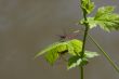 Vagrant Darter (Sympetrum vulgatum) and  European garden spider