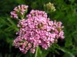achillea
