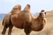 camel