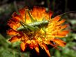 grasshopper