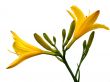 hemerocallis