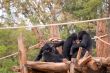 Chimpanzee Family