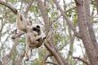 Gibbon Holding Her Son