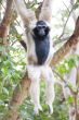 A Gibbon Hanging from the Tree
