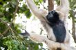 A Gibbon Swinging