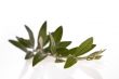 olive branch