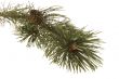 evergreen branch