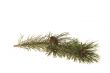 evergreen branch