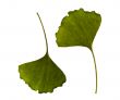 ginkgo biloba. one leaf - two sides