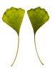 ginkgo biloba. one leaf - two sides