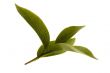 fresh tea leaves