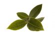 fresh tea leaf