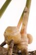 fresh ginger root. plant