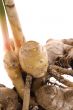 fresh ginger root. plant