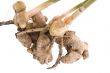 fresh ginger root. plant