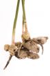 fresh ginger root. plant