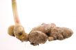 fresh ginger root. plant