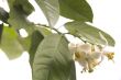 blossoming lemon tree