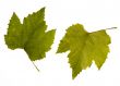 wine. one leaf - two sides