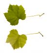 wine. one leaf - two sides