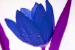 Blue Tulip