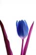 Blue Tulip