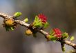 Spring larch