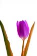 Purple Tulip