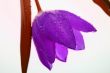 Purple Tulip