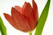 Orange Tulip