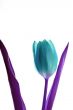 Blue Tulip