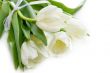 White tulips
