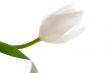 Fragile tulip