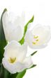 Bouquet of white tulips