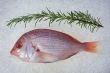 gilthead