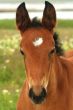 portrait of a young horse with beautiful eyes