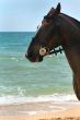 Beautiful horse portrait /  background of the sea